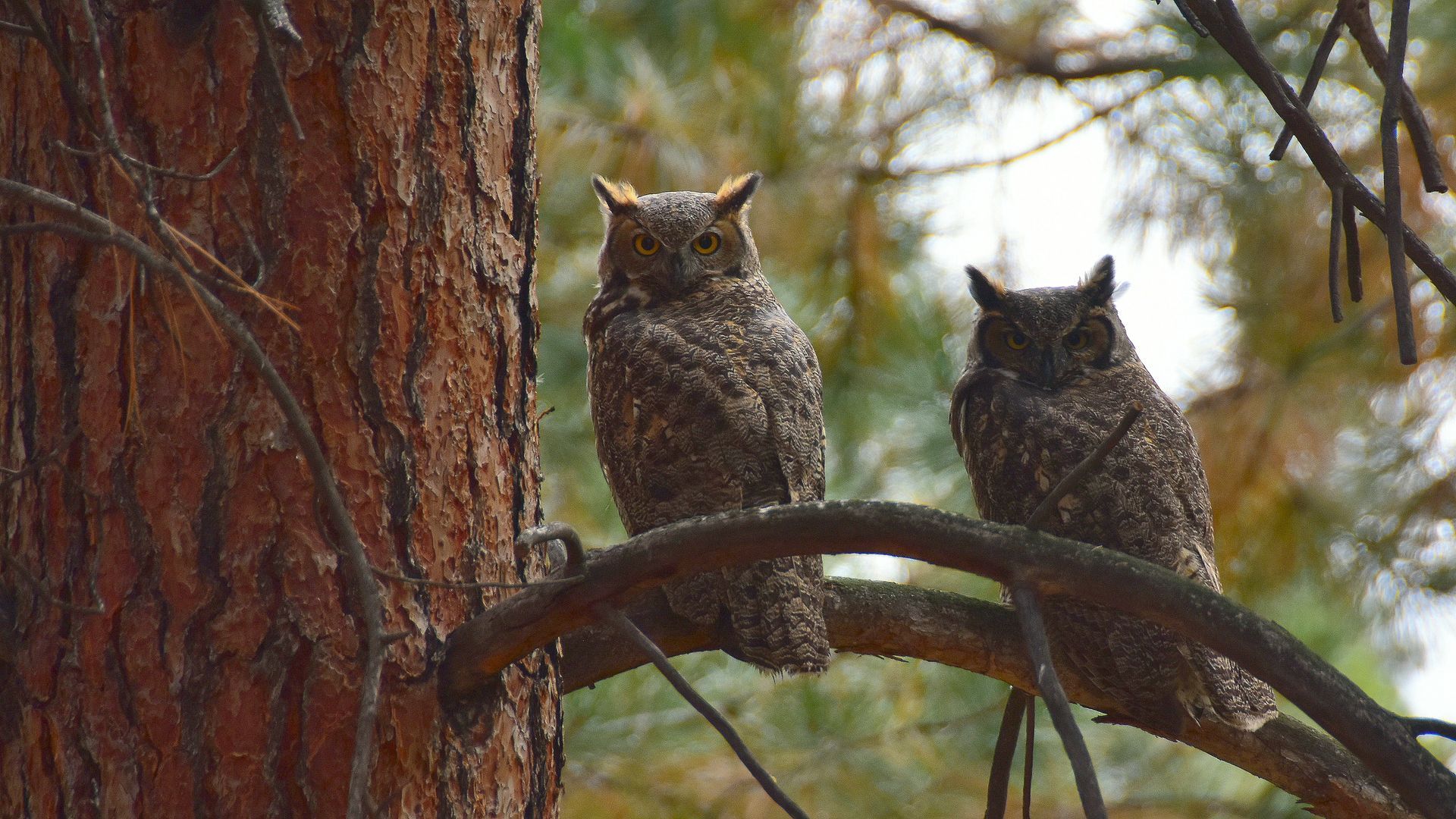 Two owls perched on a curved metal railing in a forest at dusk