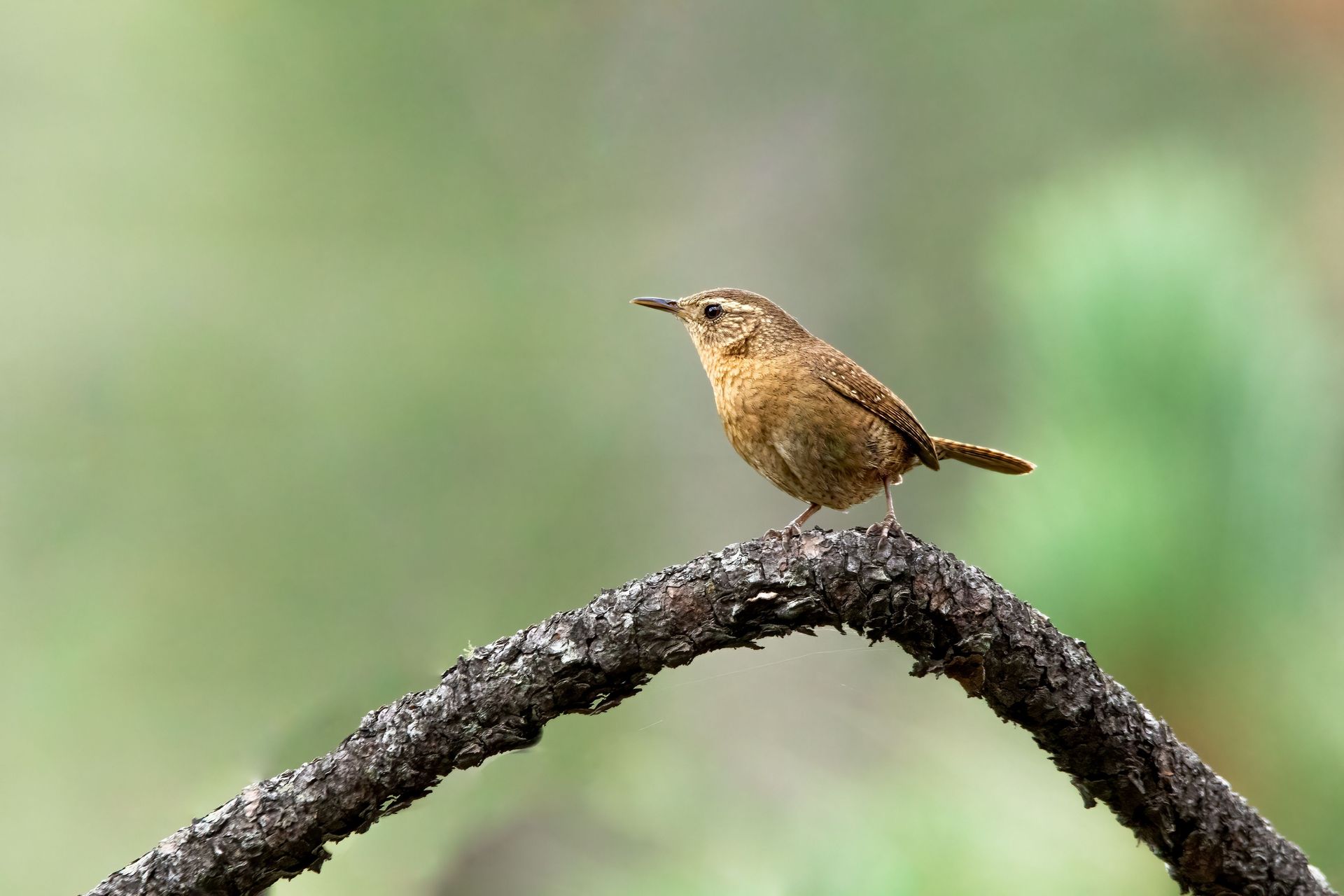 Small brown bird perched on a curved branch against a blurred green background