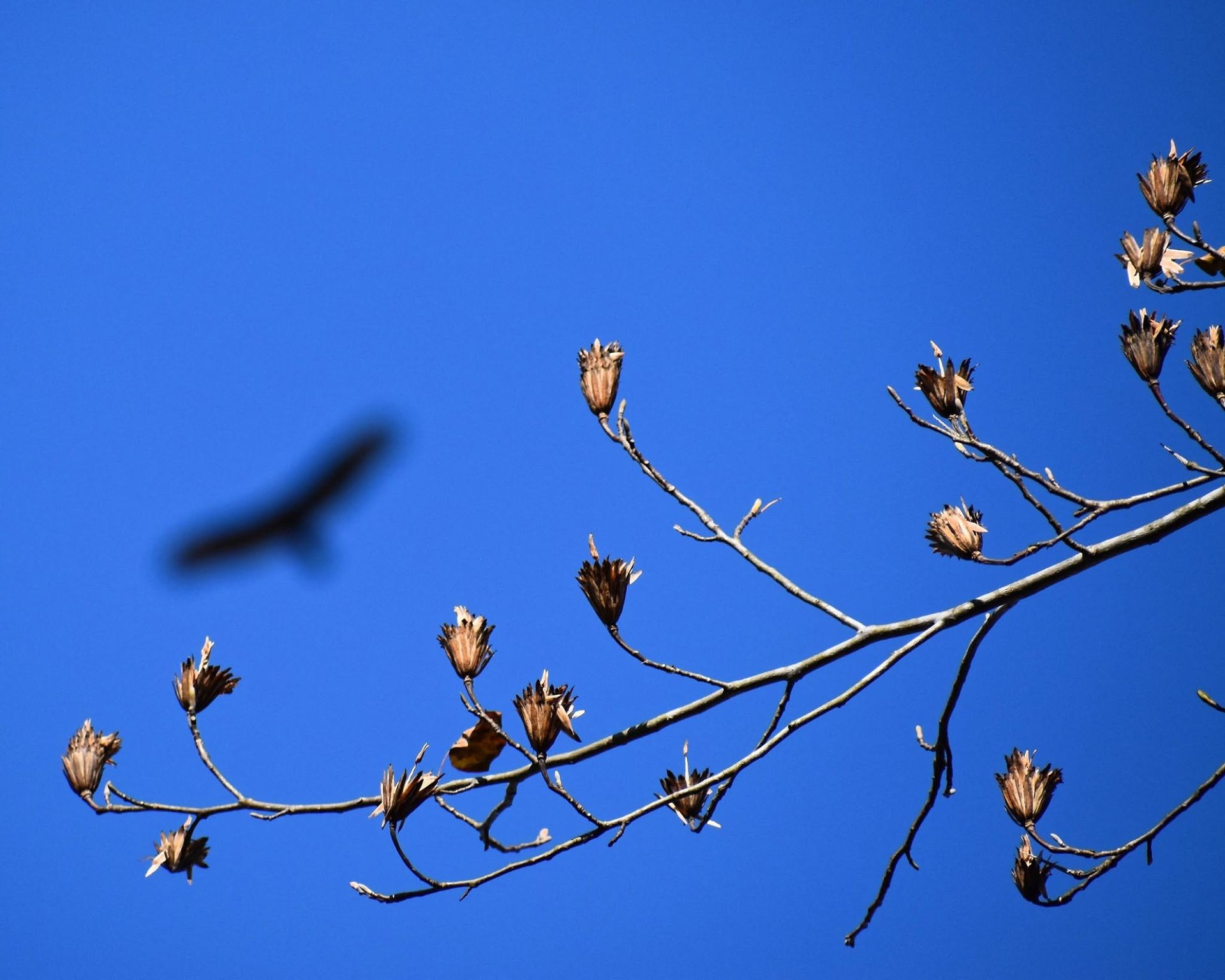 Bare tree branches with dried leaves against a bright blue sky, with a blurred bird flying nearby