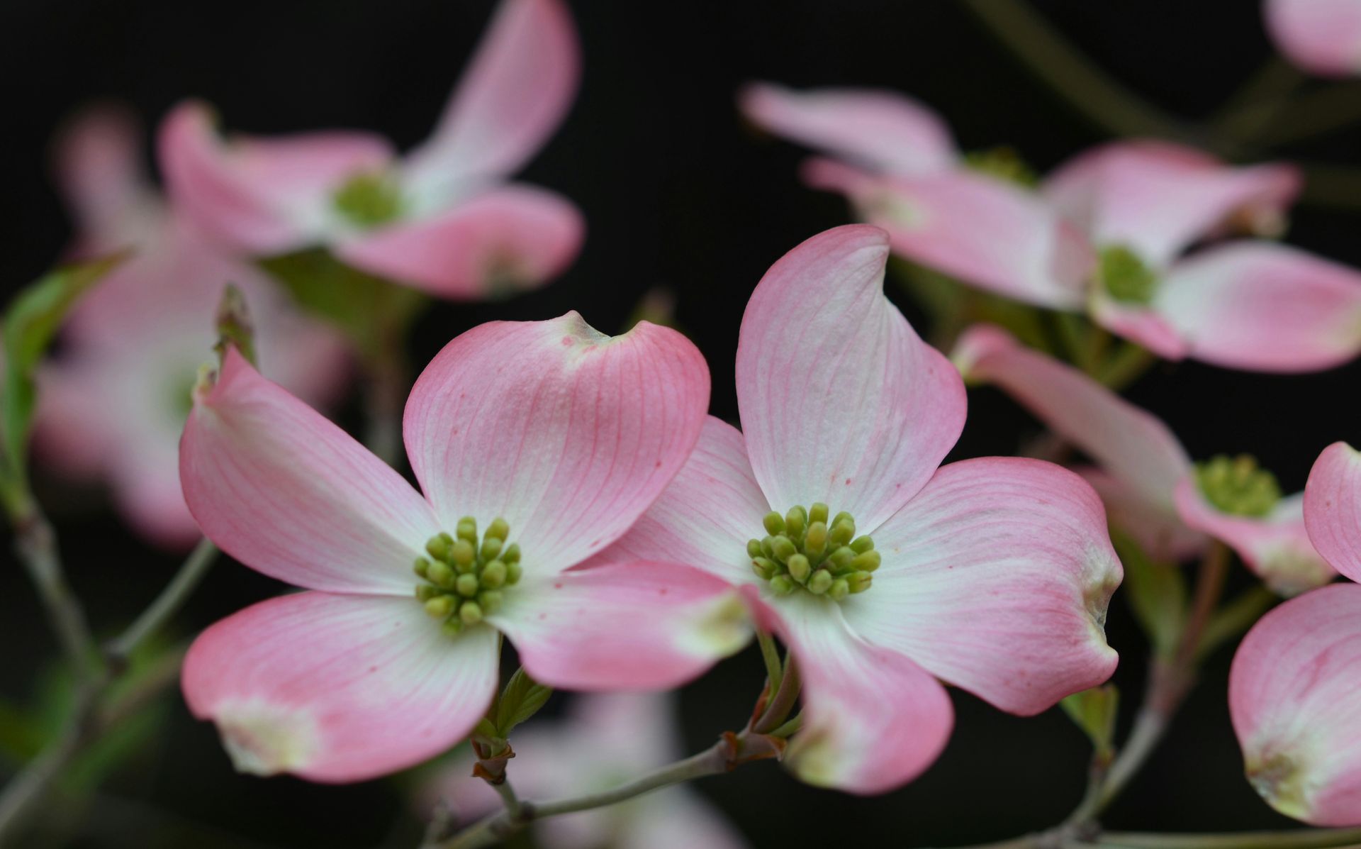 Pink dogwood blossoms with green centers on a dark background