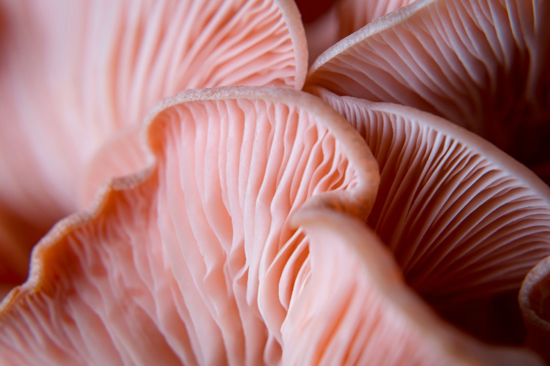 Close-up of soft pink oyster mushrooms with delicate layered gills