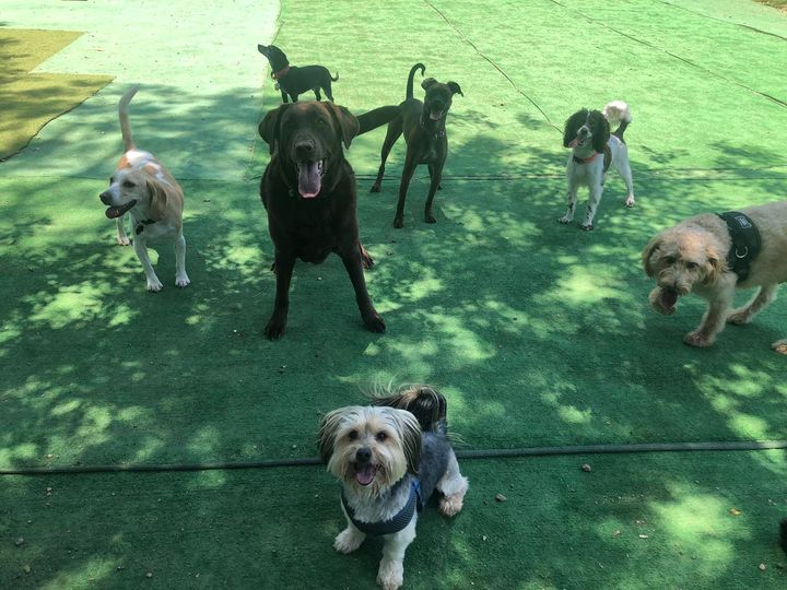 Pet Boarding & Grooming Houston, TX Tiffany Kennels Inc.