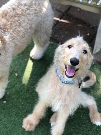 Pet Boarding — Australian Shepherd in Houston, TX