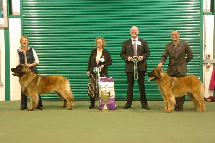 Dog show winners with four handlers standing behind two large dogs in an indoor ring