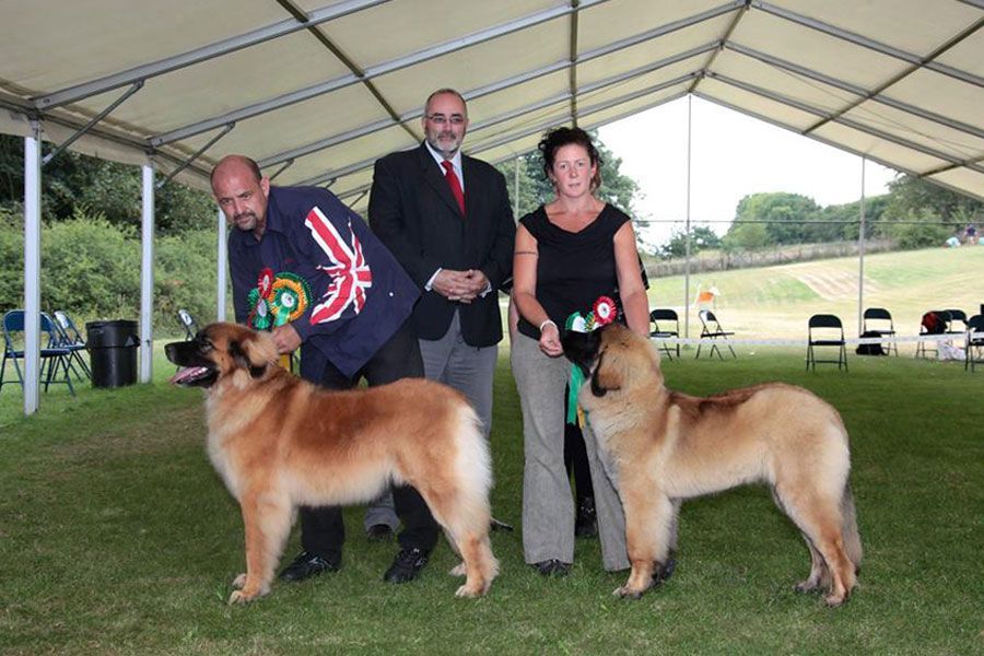 Two handlers posing with two tan dogs in a show ring under a tent, each holding ribbons.
