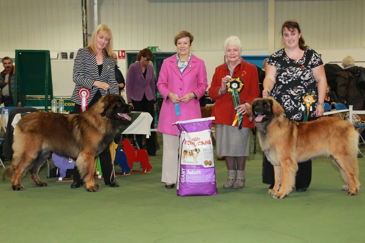Dog show winners posing with large dogs on a green indoor ring, holding trophies and ribbons.