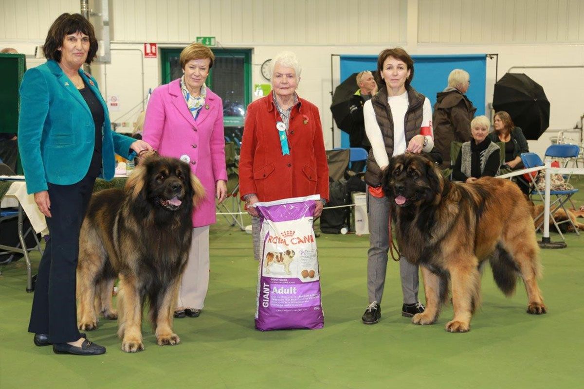 Five women stand with two large dogs at an indoor dog show ring, with a prize bag centered.