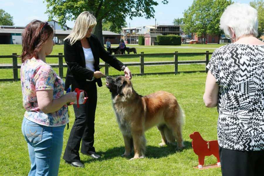People with a large dog on a grassy field at an outdoor event