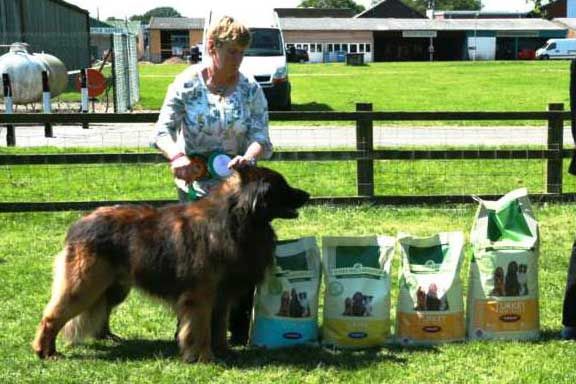 Woman grooming a large dog beside rows of pet food bags on a grassy farm field