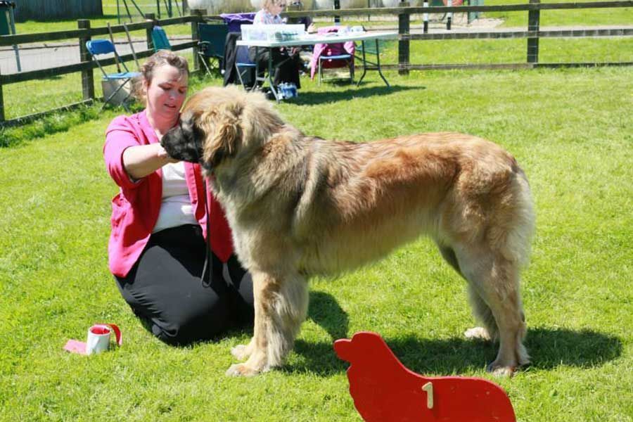 Woman kneeling with large fluffy dog on grass at an outdoor dog show, with a red number sign nearby