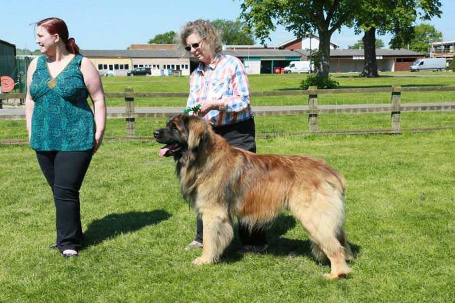 Two women with a large tan and black dog standing on a grassy field at an outdoor event