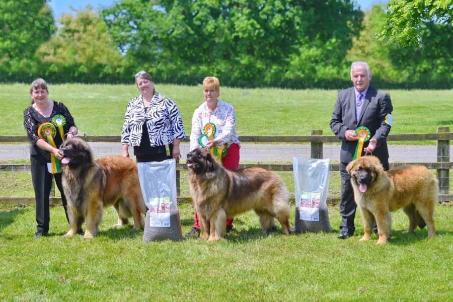 Four people stand on grass with three prize-winning dogs and trophies at an outdoor dog show.