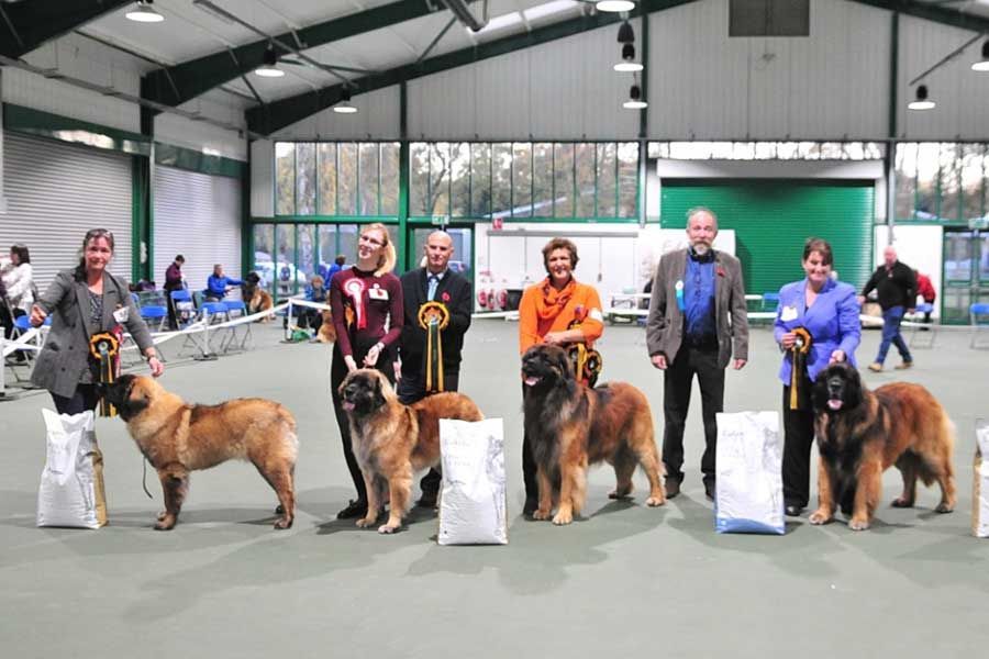 Dog show winners posing with rosette ribbons and trophies indoors