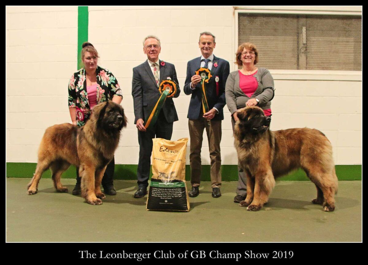 Four people stand with two large dogs at a dog show, holding ribbons and trophies.