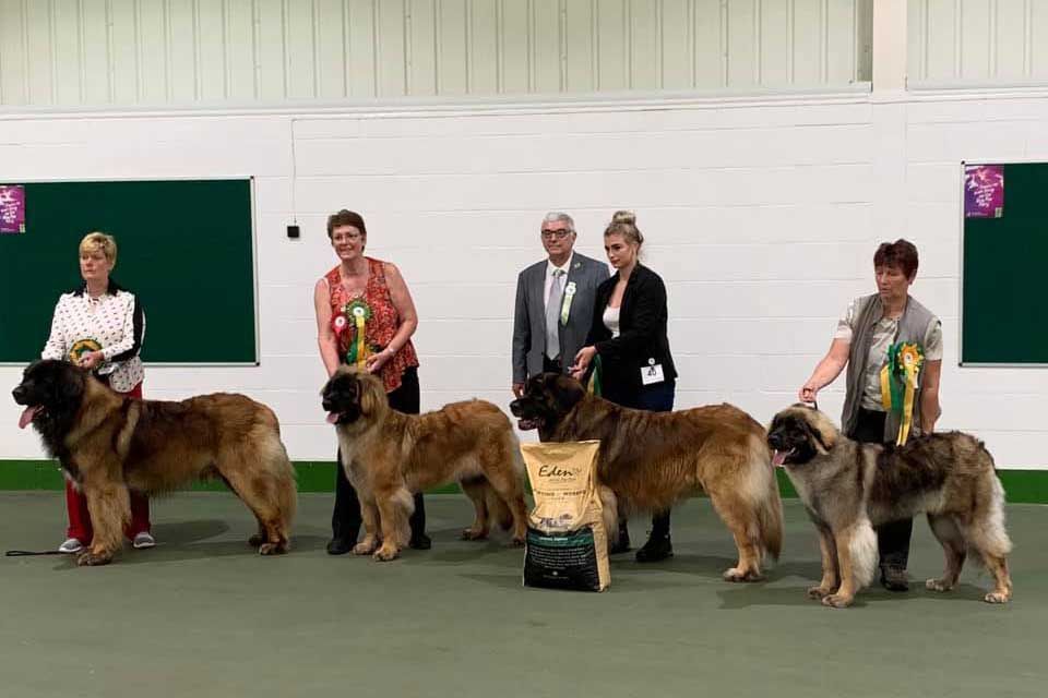 Dog show lineup with handlers posing alongside large brown dogs indoors