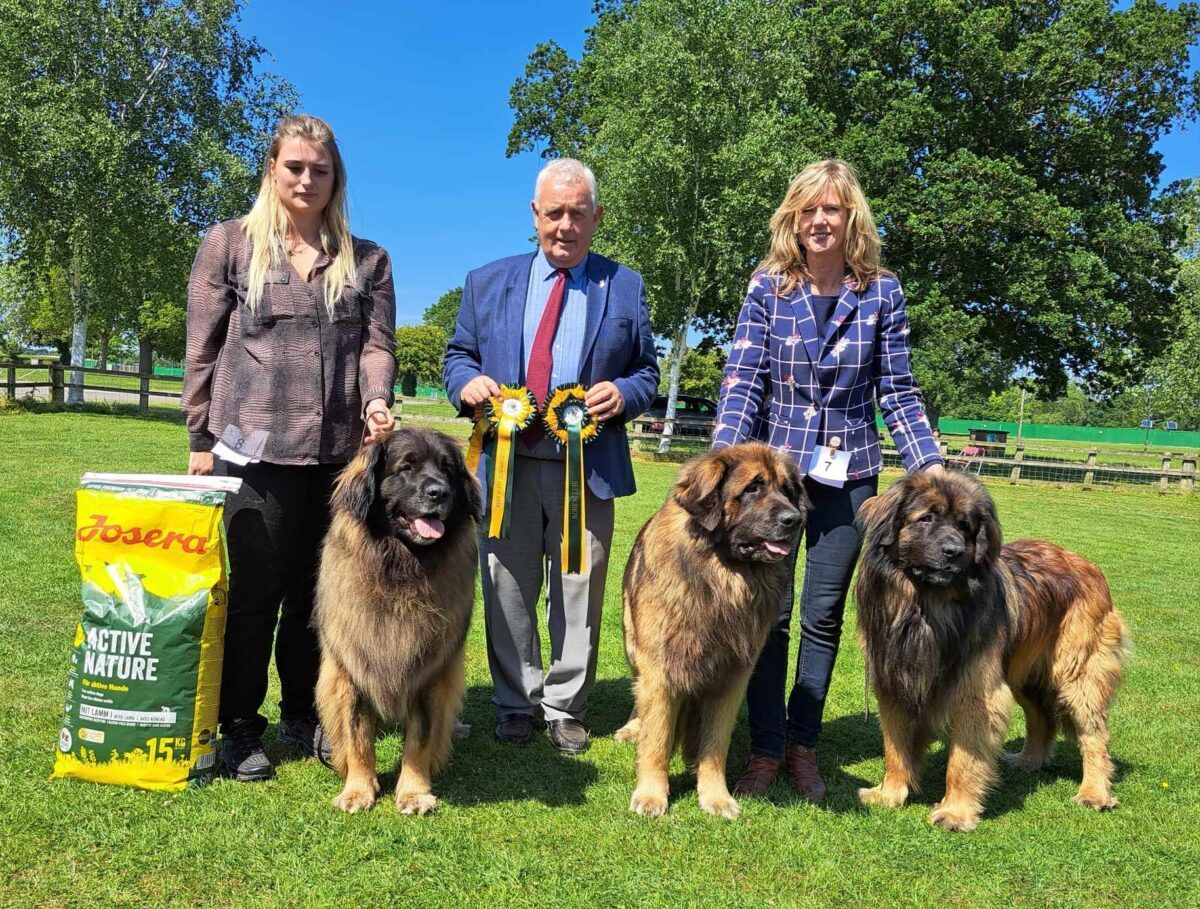 Three people with ribbons and four large dogs posing on grass at an outdoor dog show