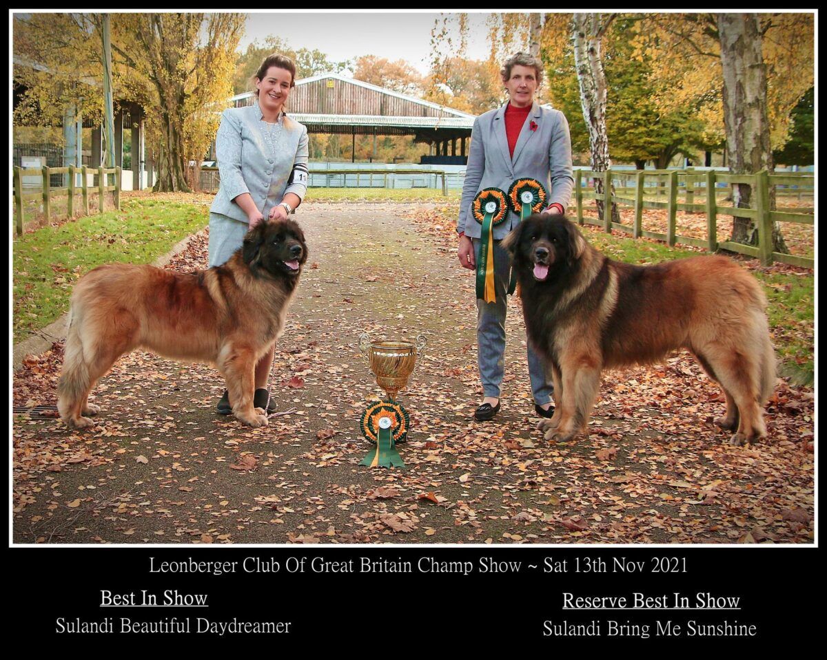Two people with large dogs and trophies on a leaf-covered path in a park; ribbons and awards displayed.