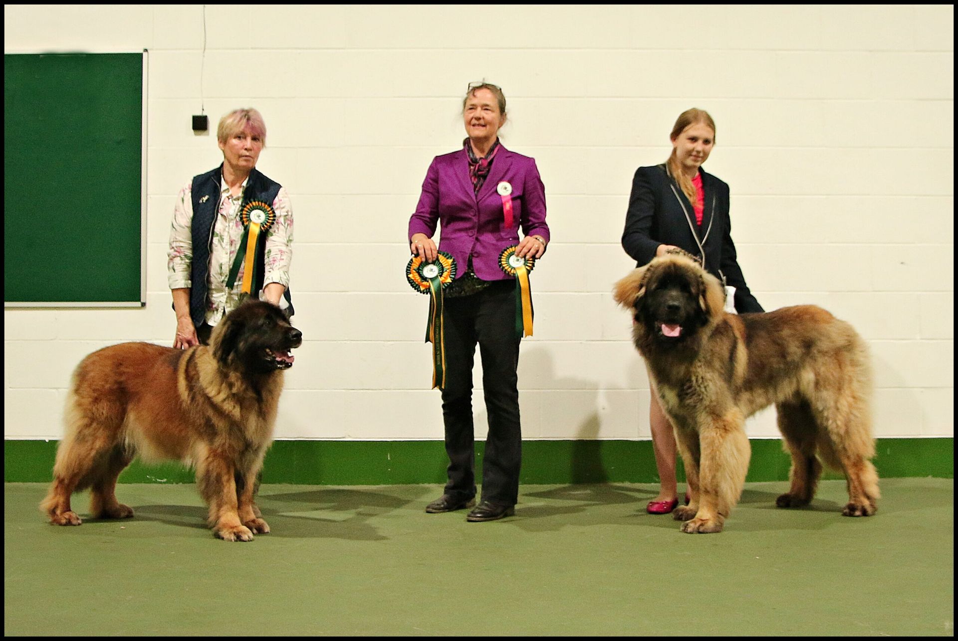 Three handlers stand with large show dogs in an indoor ring, holding trophies.