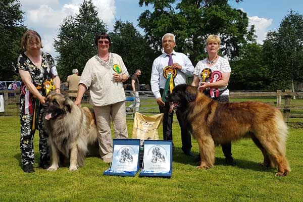 Four people with two large dogs at an outdoor award ceremony, with blue ribbons and framed certificates on the grass.