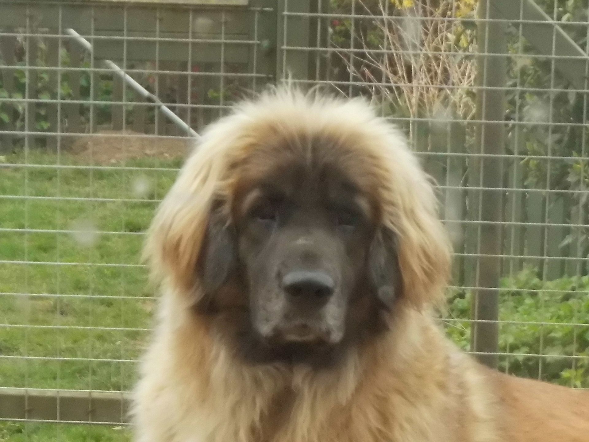 Large fluffy tan-and-black dog facing forward in a grassy enclosure with a wire fence behind it