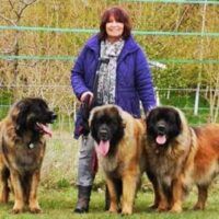 Woman standing with three large dogs outdoors on grass
