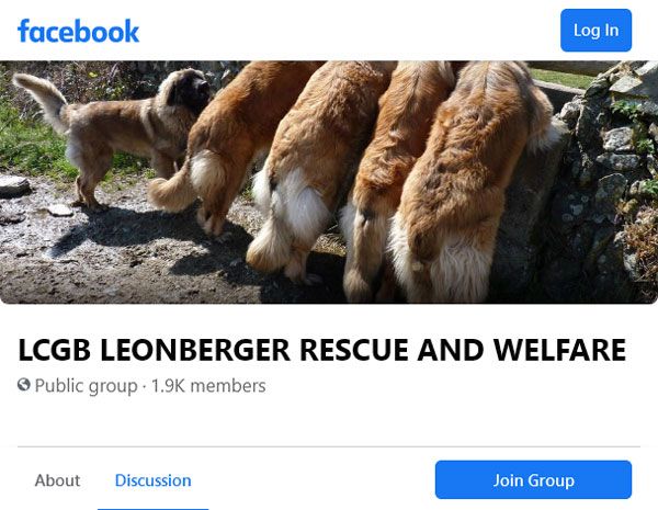 Facebook group page for LCGB Leonberger Rescue and Welfare with dogs outdoors in the banner image