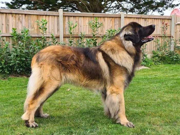 Large tan-and-black dog standing on grass in a fenced backyard, mouth open and looking right