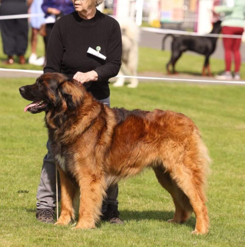 Large brown dog standing with handler at an outdoor dog show