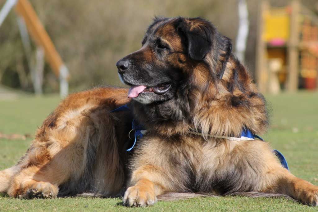 Large fluffy black-and-tan dog lying on grass with tongue out, wearing a blue harness