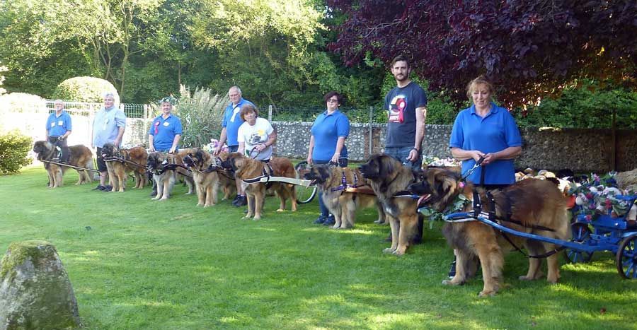 People standing with several dogs on leashes in a grassy park setting