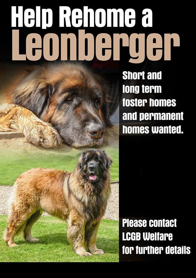 Help rehome a Leonberger; poster shows a large tan dog, with text seeking foster and permanent homes.