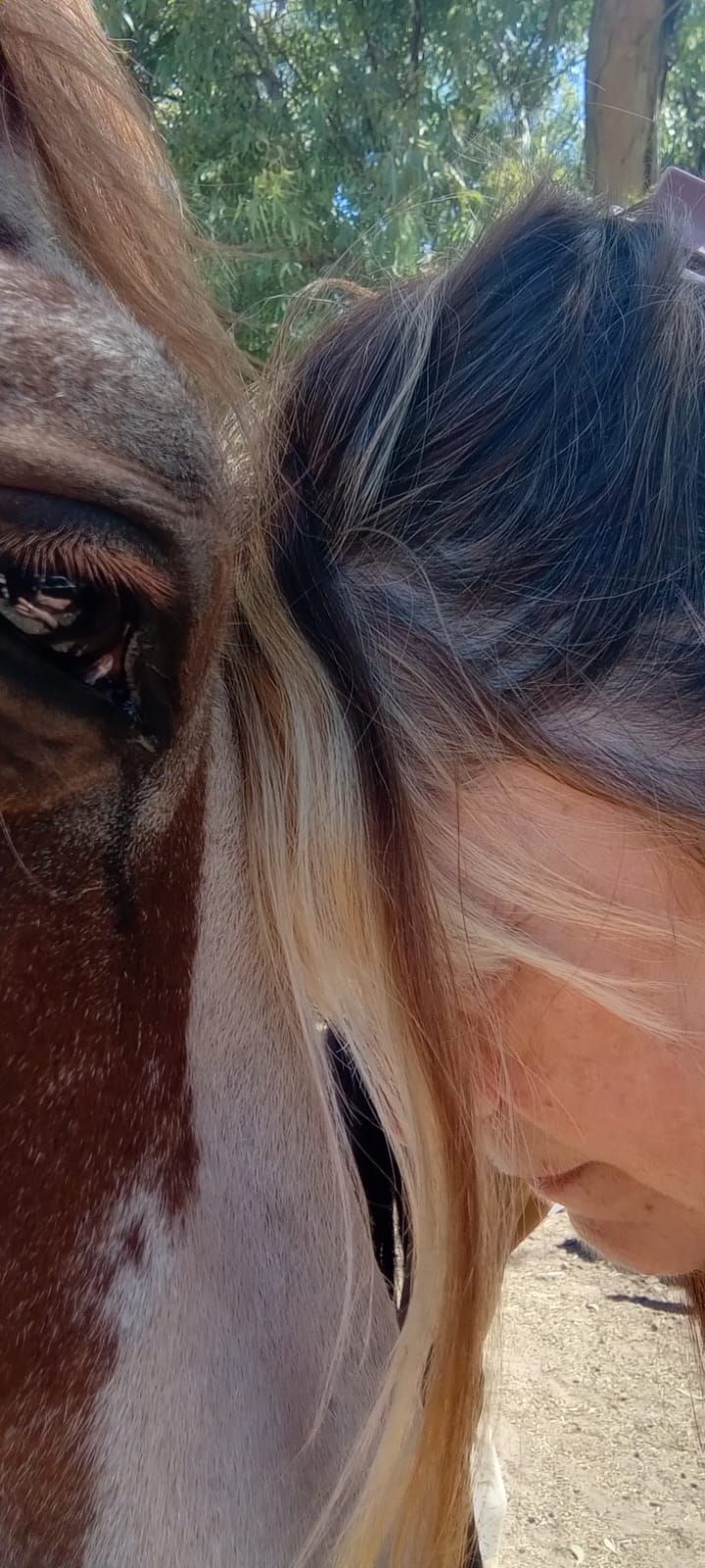 Primer plano de un caballo y un niño tocándose la nariz al aire libre.