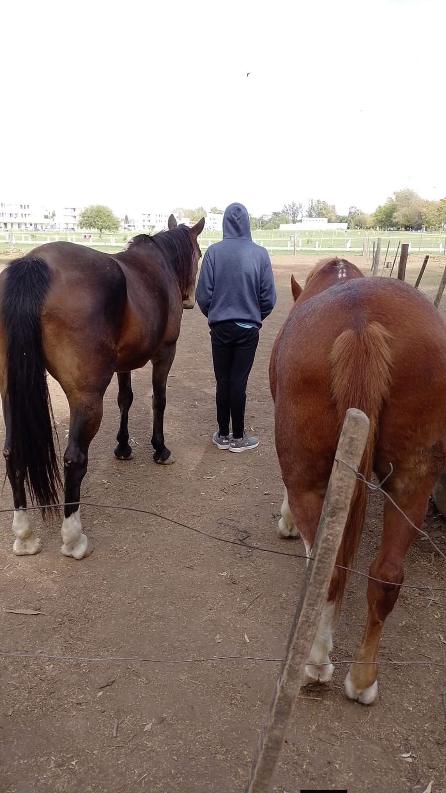 Una persona camina entre dos caballos en un sendero de tierra al aire libre; un caballo marrón está en primer plano 