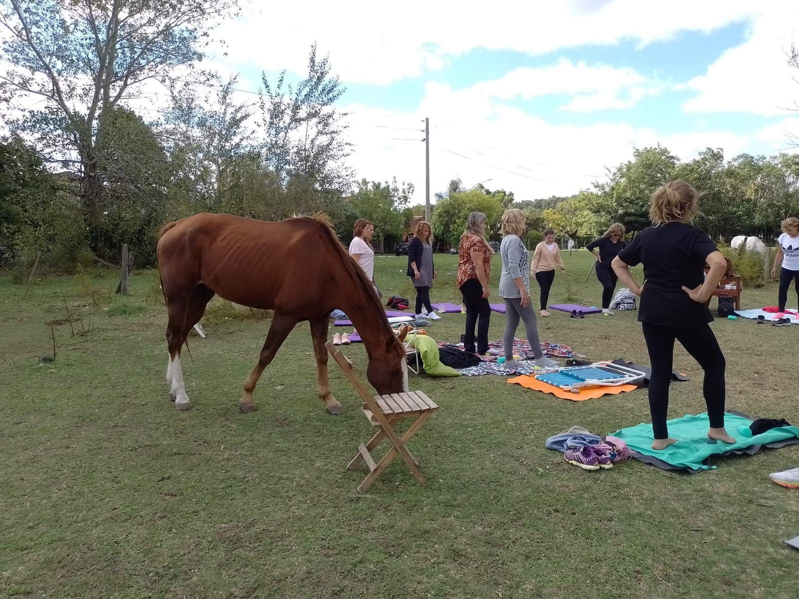 Caballos pastando junto a personas que practican yoga sobre esterillas al aire libre en un campo de hierba.