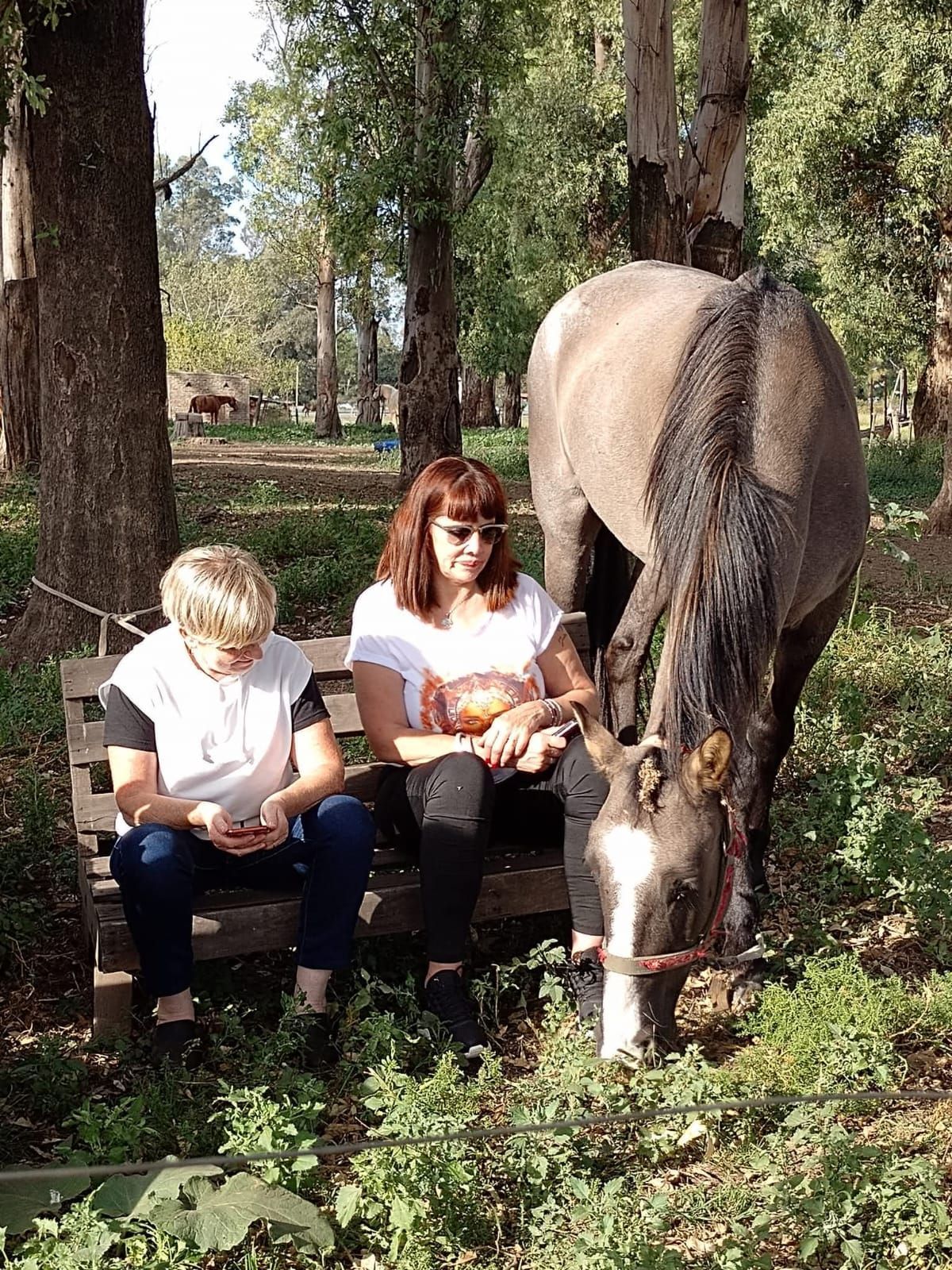 Dos personas sentadas en un banco junto a un caballo que pasta en un parque arbolado.