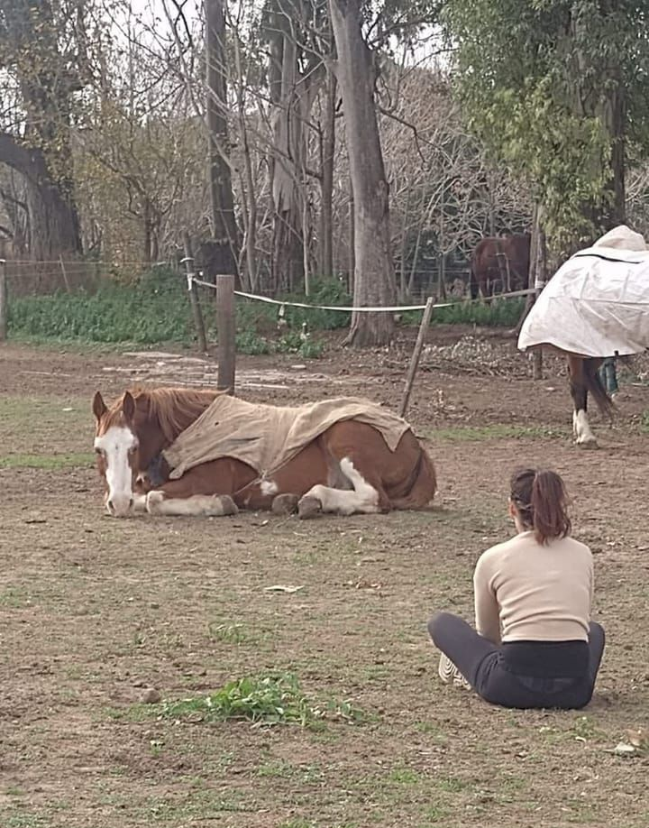 Un caballo marrón y blanco yace en el suelo cerca de una persona sentada en un campo arbolado.
