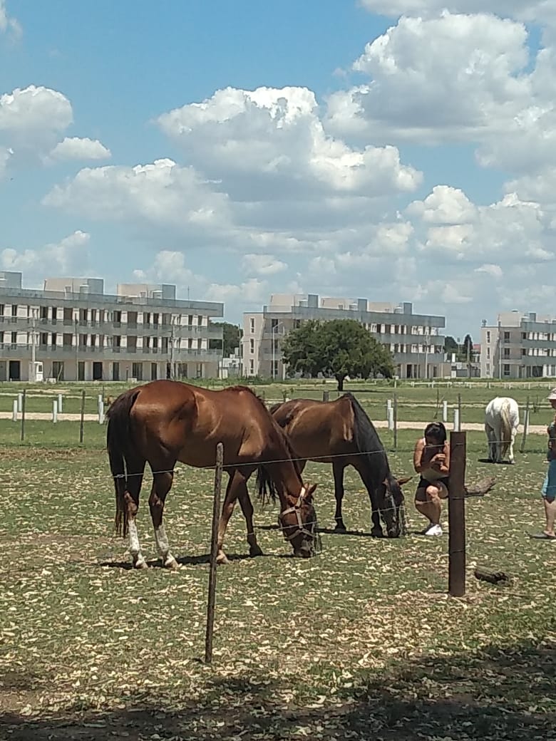 Caballos pastando en un campo de hierba en un día soleado. Edificios al fondo. Dos personas cerca.