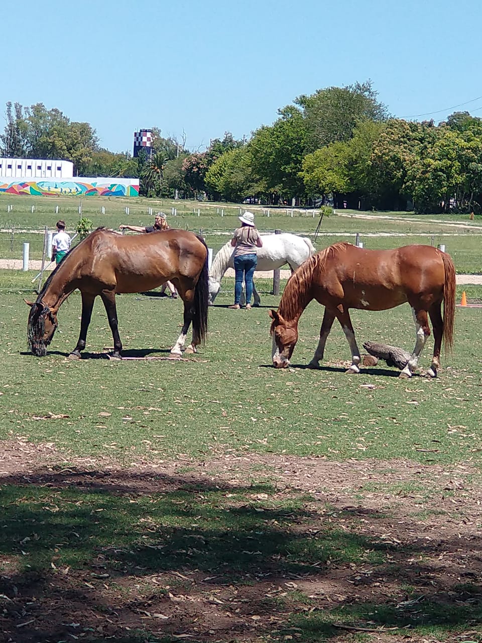 Tres caballos pastando en un campo de hierba en un día soleado. Una persona está de pie junto a un caballo blanco al fondo.
