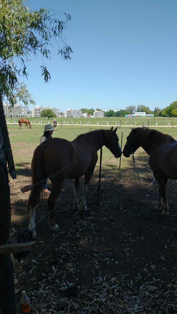 Dos caballos marrones en un campo, uno frente al otro. Cielo azul, una persona a lo lejos.