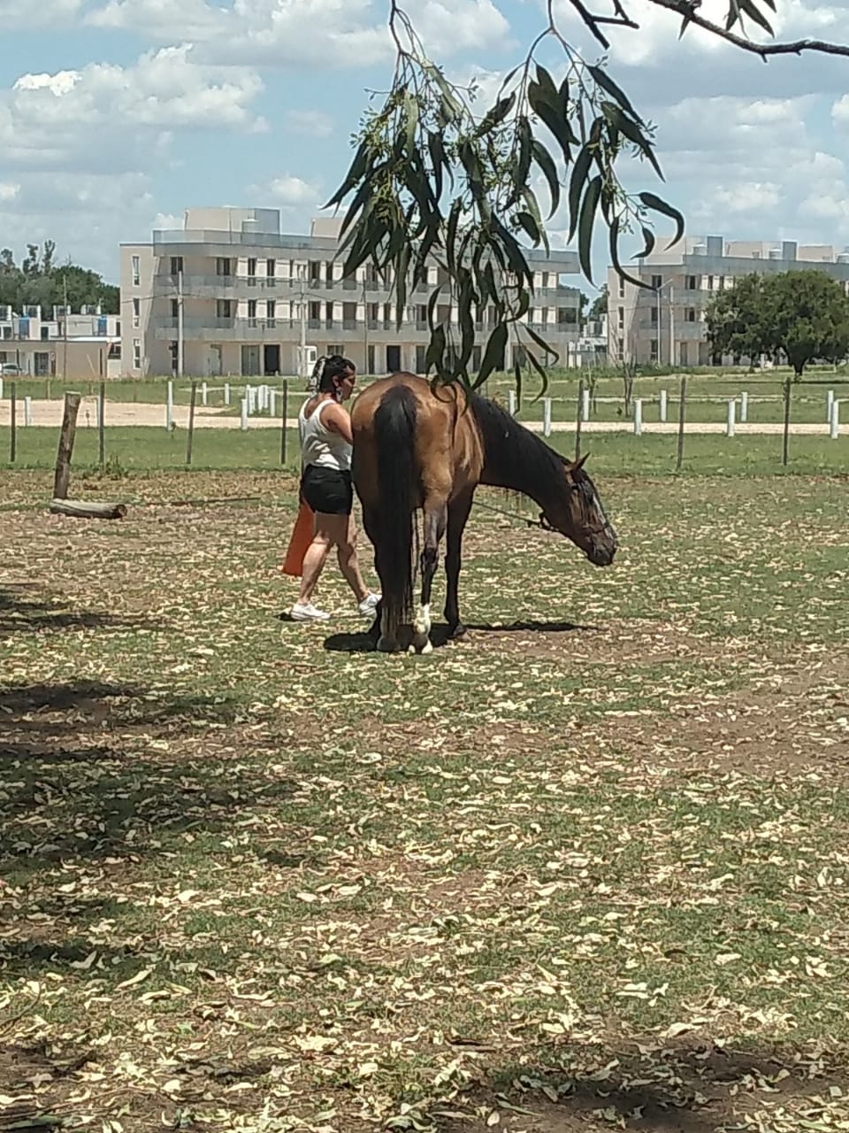 Mujer con caballo en un campo de hierba; edificios al fondo. El caballo, de color marrón, pasta con la cabeza gacha.