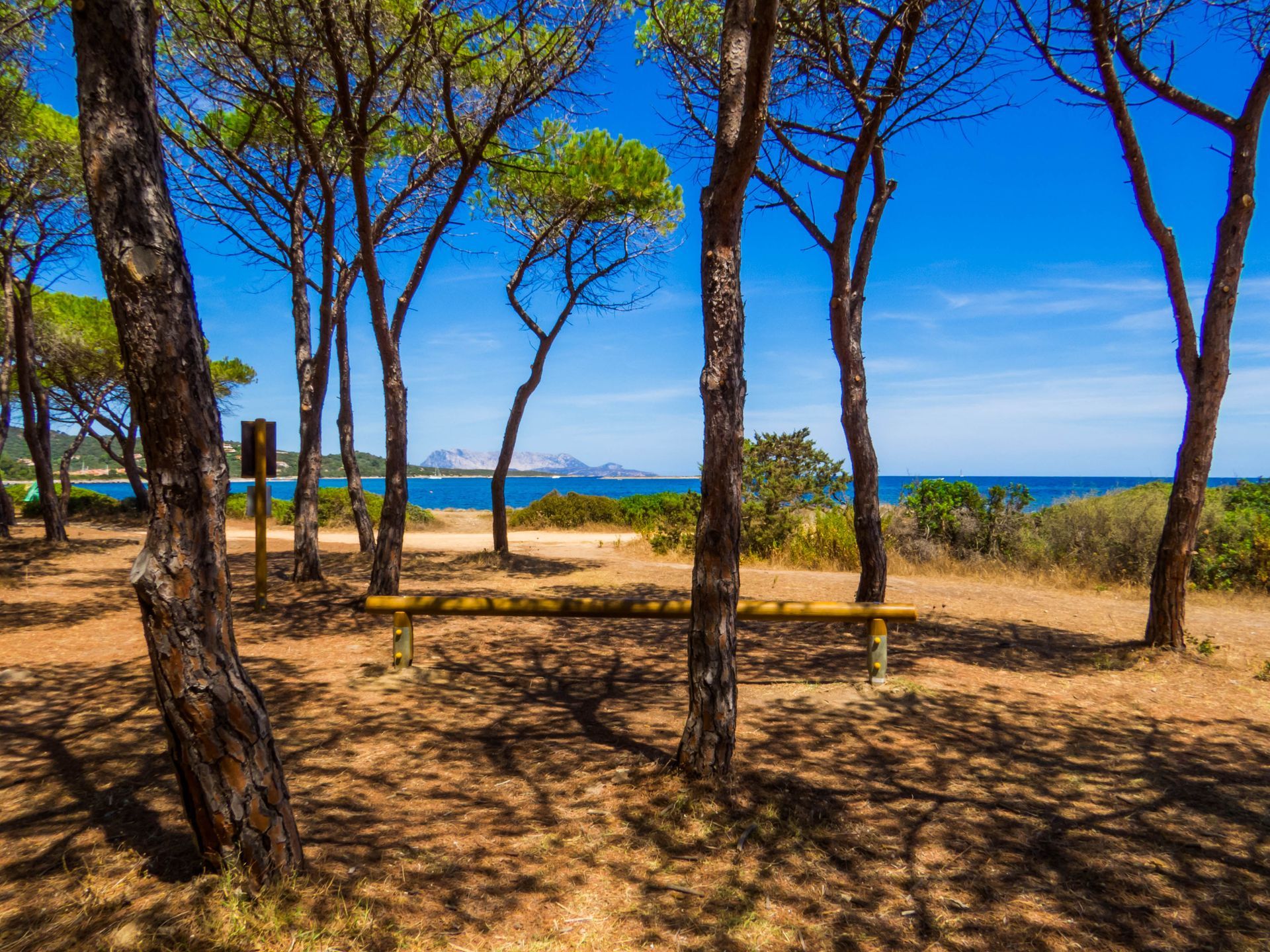 Una panchina di legno è posta in mezzo a una pineta vicino all'oceano.