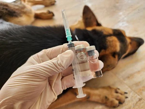 Canine Vaccinations