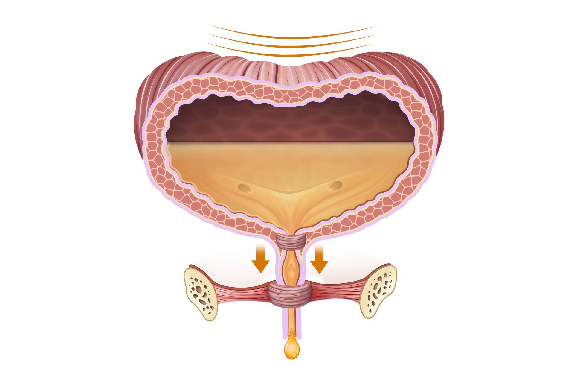 How often should I be going to the toilet to empty my bladder?