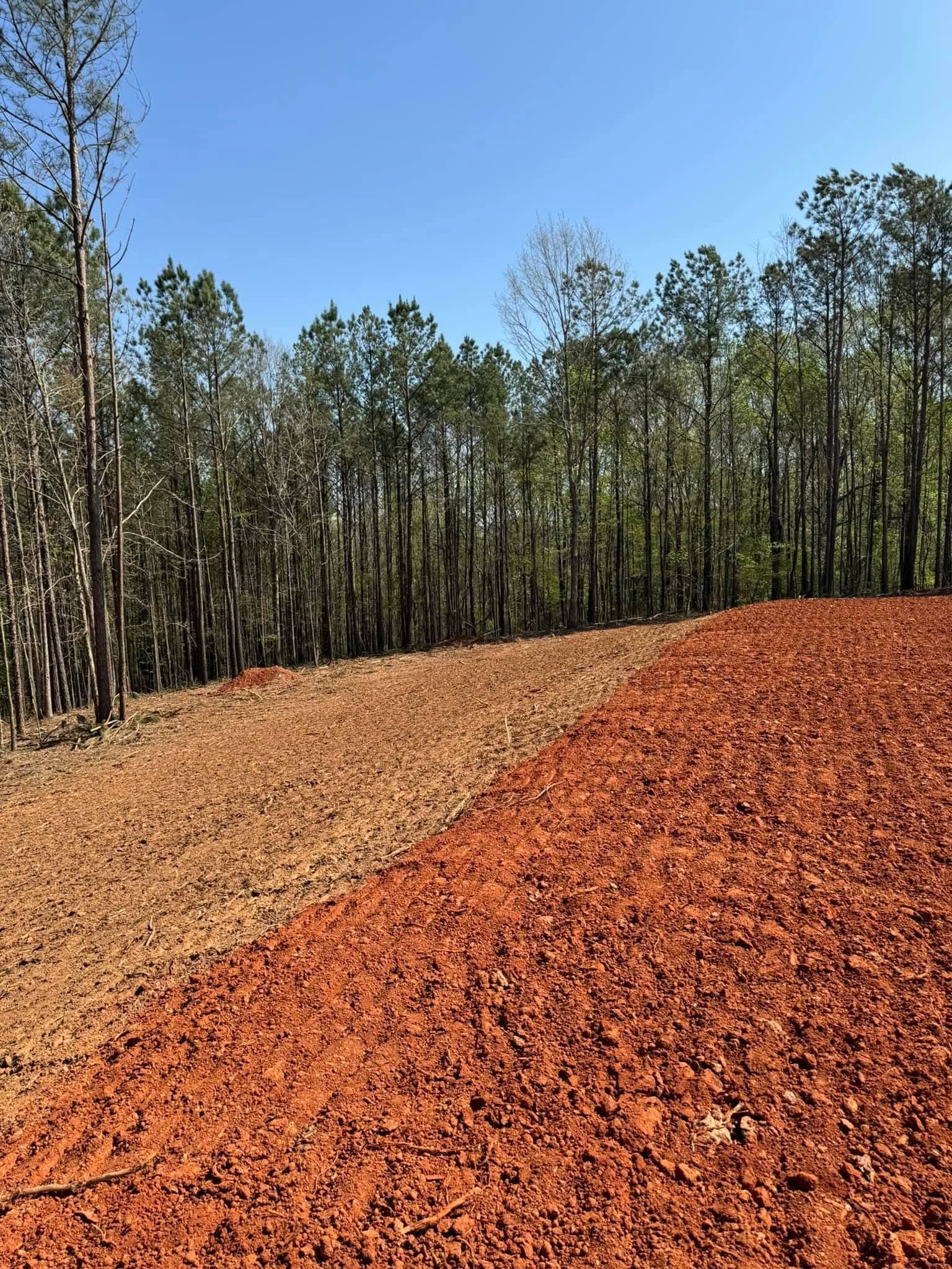 A plot of land with cleared red soil beside a patch of dry vegetation, bordered by a dense line of pine trees under a sky.