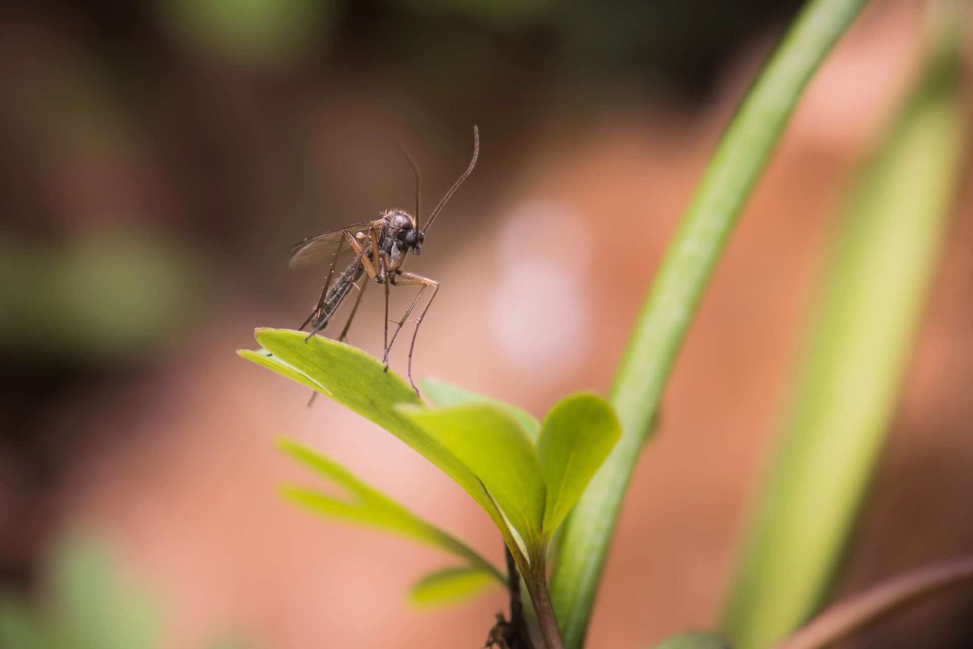 zanzara, zanzare adulticide, interventi antilarvali, interventi adulticidi