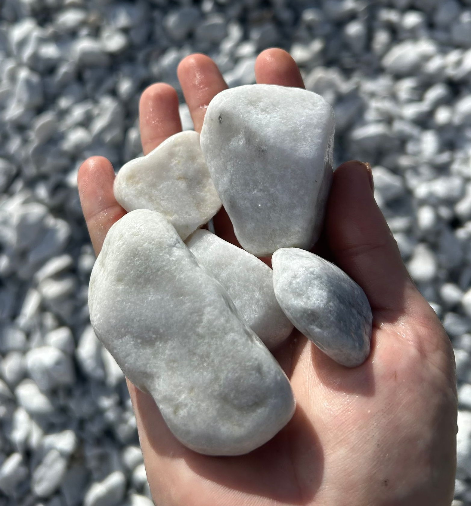 Hand holding several smooth white pebbles on a gray rocky beach  — Campbell's Truck and Bobcat and Landscape Supplies In Gympie, QLD