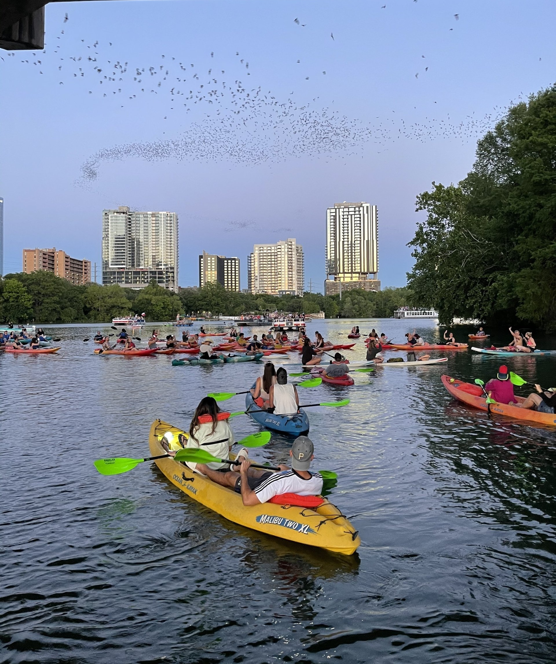 austin bat tours - boats and bats kayak and paddle-board tours