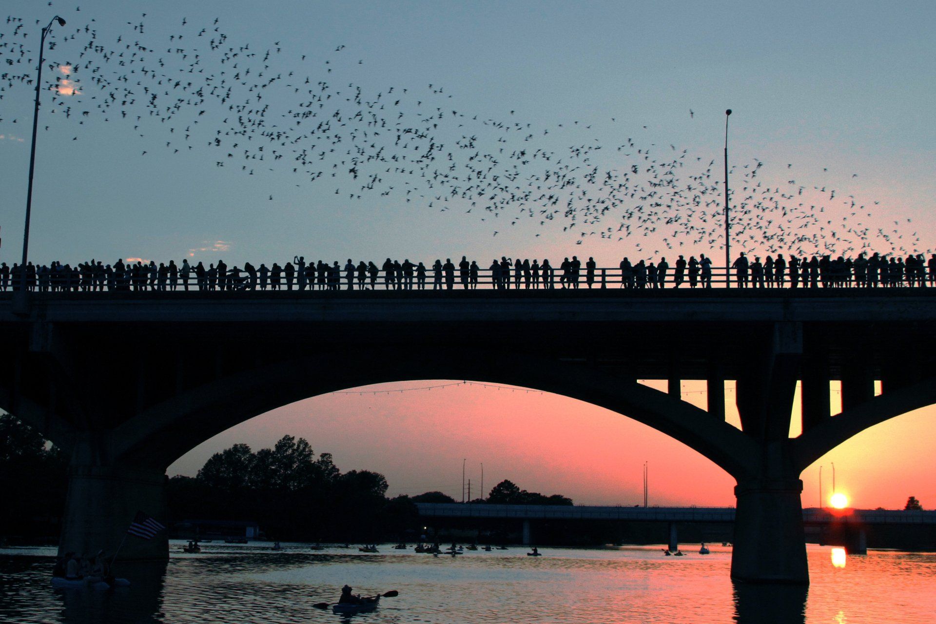 Boats and bats tour with bats flying out of Congress Ave Bridge in Austin Tx
