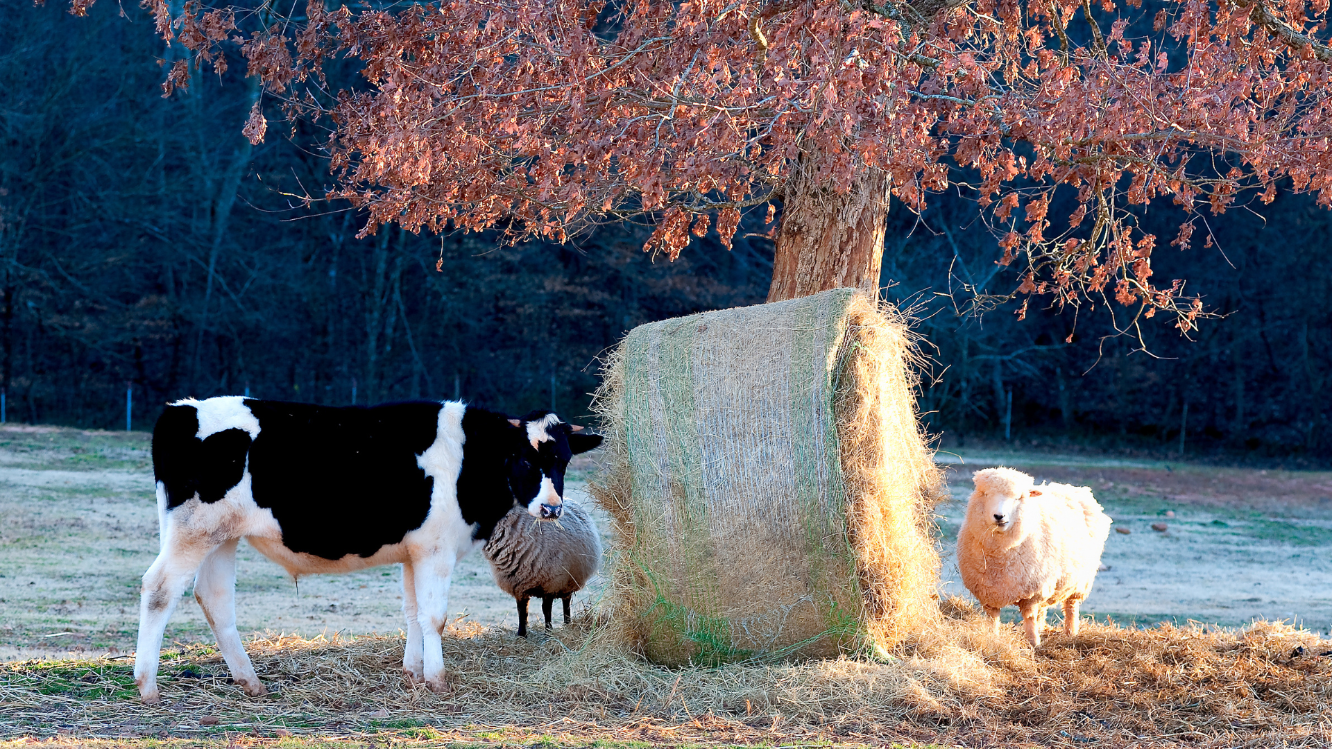 A cow and two sheep are standing next to a bale of hay.