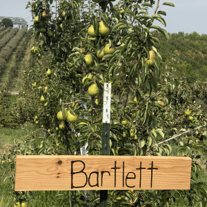 Bartlett pear tree in an orchard with a wooden sign reading “Bartlett”